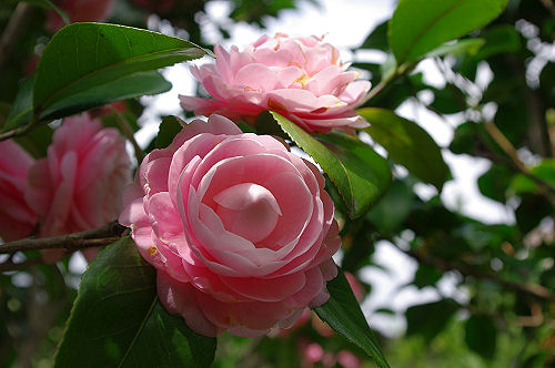 今年も庭の花～春編～_f0007926_1028167.jpg