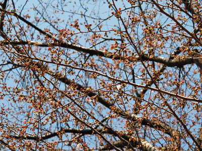 桜チェック。_a0026127_20395854.jpg
