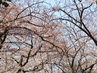 桜チェック。_a0026127_20403678.jpg