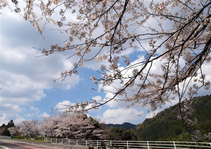 桜　　日向峠～瑞梅寺川_f0013727_1501132.jpg