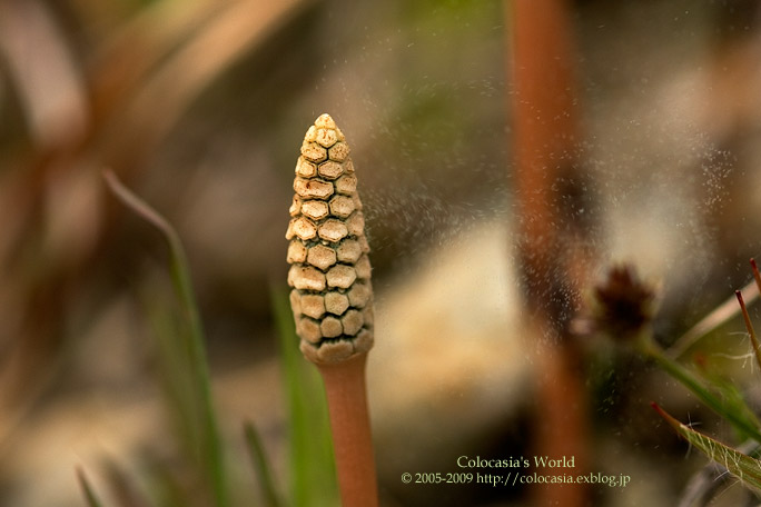 ツクシの胞子 Colocasia S Photo World