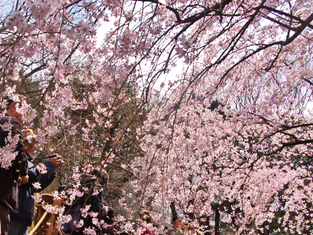 六義園枝垂れ桜　　2009-3-28_c0153534_21491673.jpg