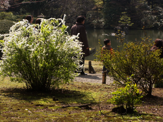 六義園枝垂れ桜　　2009-3-28_c0153534_21493685.jpg