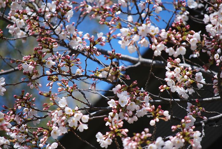 生田神社の桜_f0099535_17542965.jpg