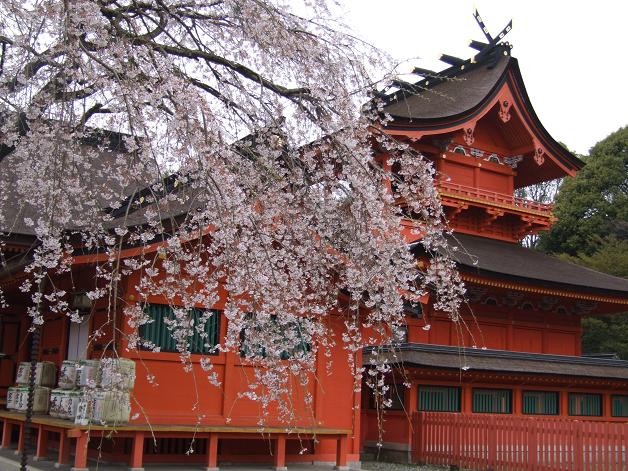 枝垂れ桜_b0089338_23333630.jpg