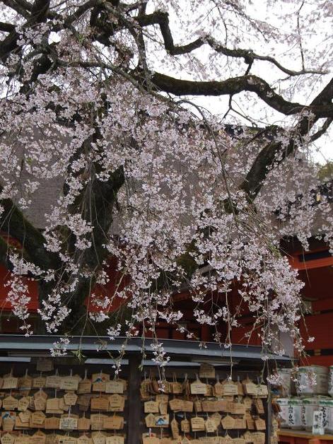 枝垂れ桜_b0089338_23334221.jpg