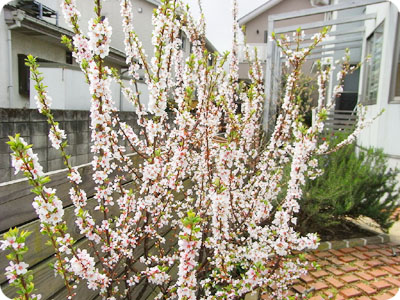 お花見ベーカリー_f0118538_1730590.jpg