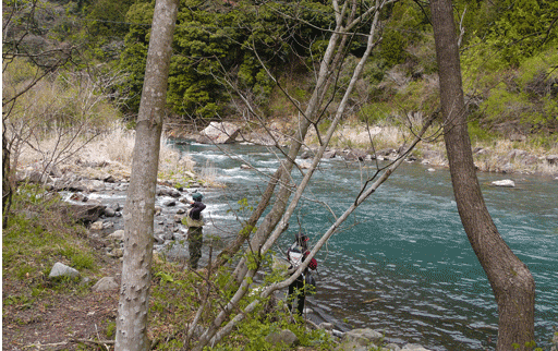 藁科川へ渓流釣りに行ってきました 鮎 山女魚 キジさんに会いたくて