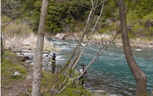 藁科川へ渓流釣りに行ってきました 鮎 山女魚 キジさんに会いたくて 藁科川へ渓流釣りに行ってきました 鮎 山女魚 キジさんに会いたくて