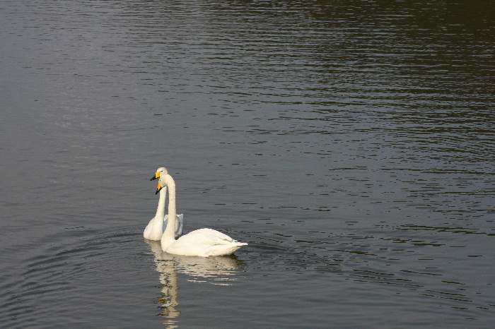 行く鳥　来る鳥_b0166341_210676.jpg