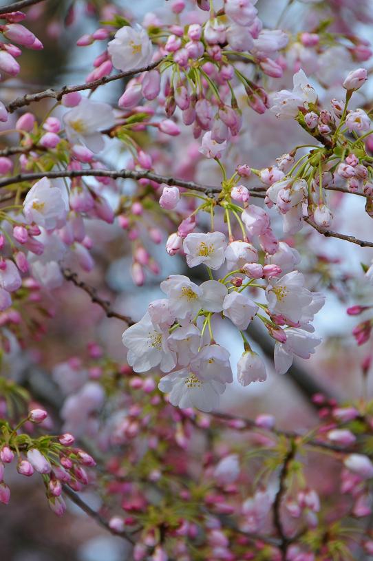 新宿御苑に桜を！_e0095142_19482424.jpg