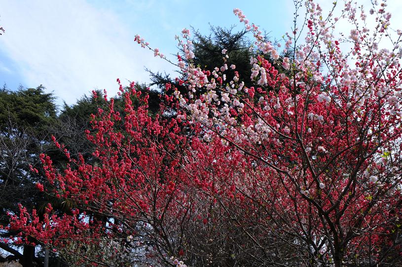 新宿御苑に桜を！_e0095142_1949485.jpg