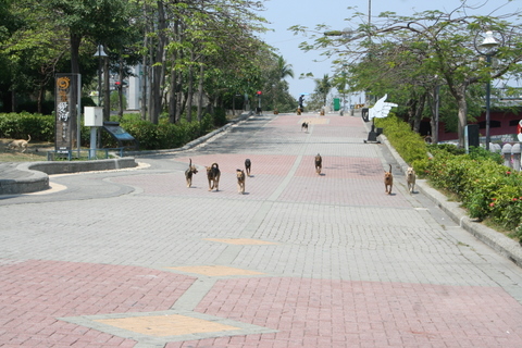 ああぁ、台湾_e0018143_14112183.jpg