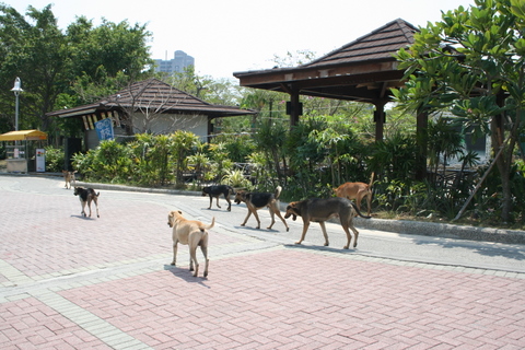 ああぁ、台湾_e0018143_14155018.jpg