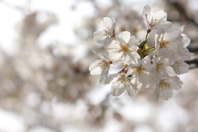 桜が咲き始めました・・・_b0092844_20545836.jpg