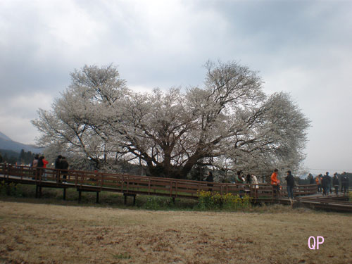 一心行の大桜まんかいですよ_b0166845_2214731.jpg