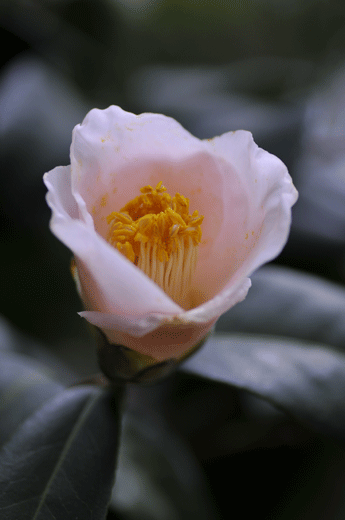 c0093046_2035315.gif