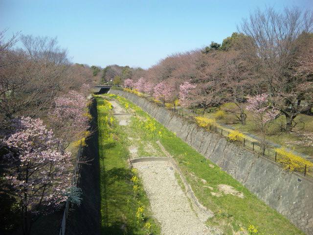 速報！昭和記念公園花便り♪（笑）_e0069647_1648355.jpg