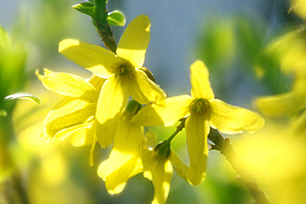 レンギョウの花_e0168748_12491253.jpg