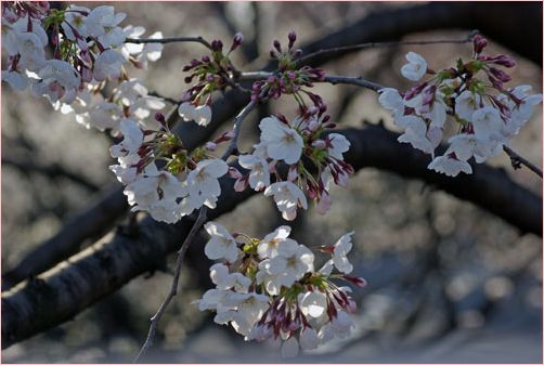 sakura_f0012154_23325699.jpg