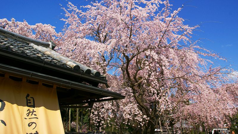 京の桜便り２００９  （伏見 醍醐寺塔頭 三宝院の桜 （花見はやっぱり醍醐か！） ）  (2009年03月30日)_c0119555_2052343.jpg