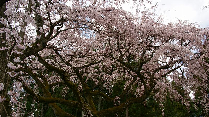 京の桜便り２００９  （伏見 醍醐寺塔頭 三宝院の桜 （花見はやっぱり醍醐か！） ）  (2009年03月30日)_c0119555_20531169.jpg