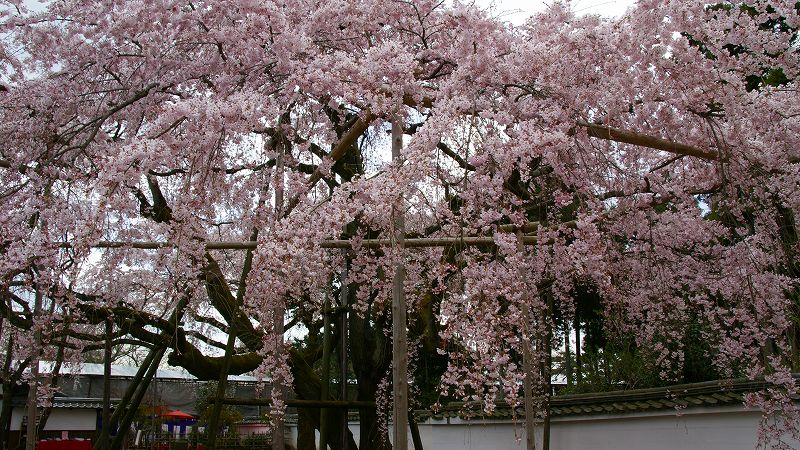 京の桜便り２００９  （伏見 醍醐寺塔頭 三宝院の桜 （花見はやっぱり醍醐か！） ）  (2009年03月30日)_c0119555_205332.jpg