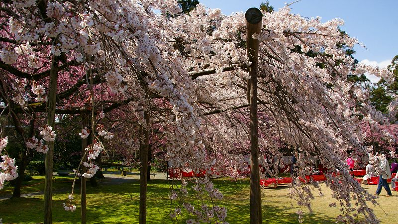 京の桜便り２００９  （伏見 醍醐寺塔頭 三宝院の桜 （花見はやっぱり醍醐か！） ）  (2009年03月30日)_c0119555_20543594.jpg