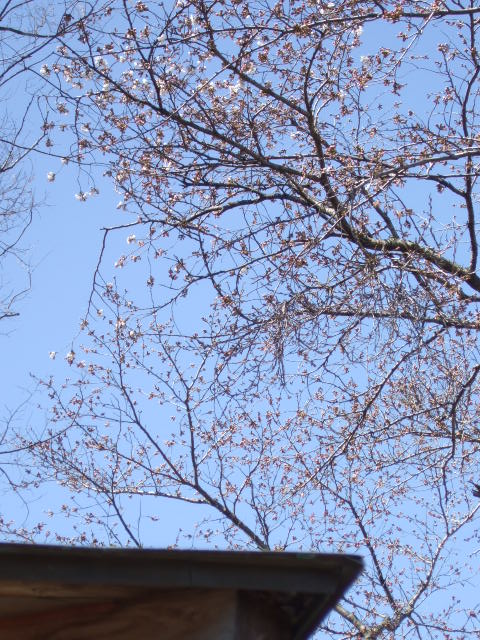 桜_e0009760_10351691.jpg