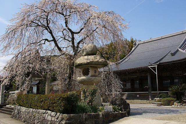 勝泉寺のしだれ桜_f0033461_2215913.jpg