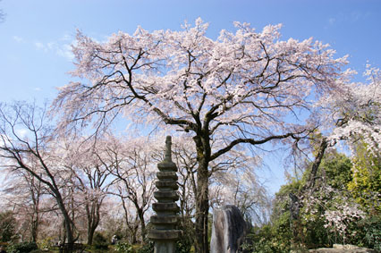 しだれ桜_a0027867_13442916.jpg