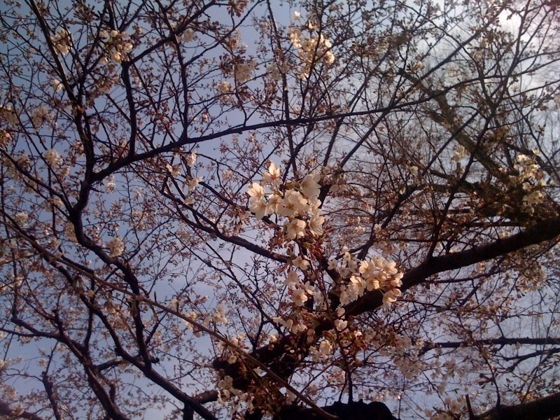 夜桜_f0142068_1044896.jpg