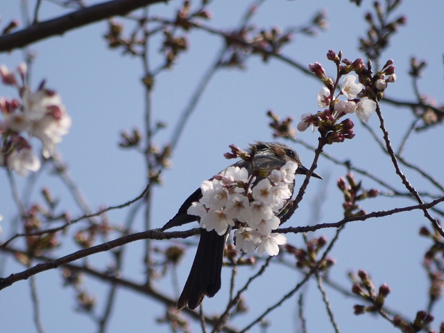 2009.3.29 桜&野鳥_e0176873_283618.jpg