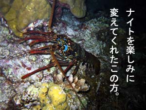 最後に登場してくれました@シミランクルーズ_f0144385_1611153.jpg