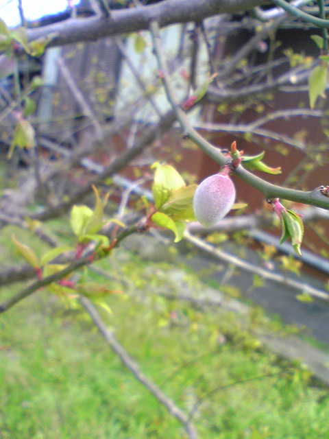 f0166588_1351698.jpg