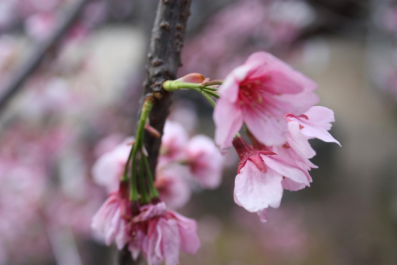 桜のはしご_c0036690_755109.jpg