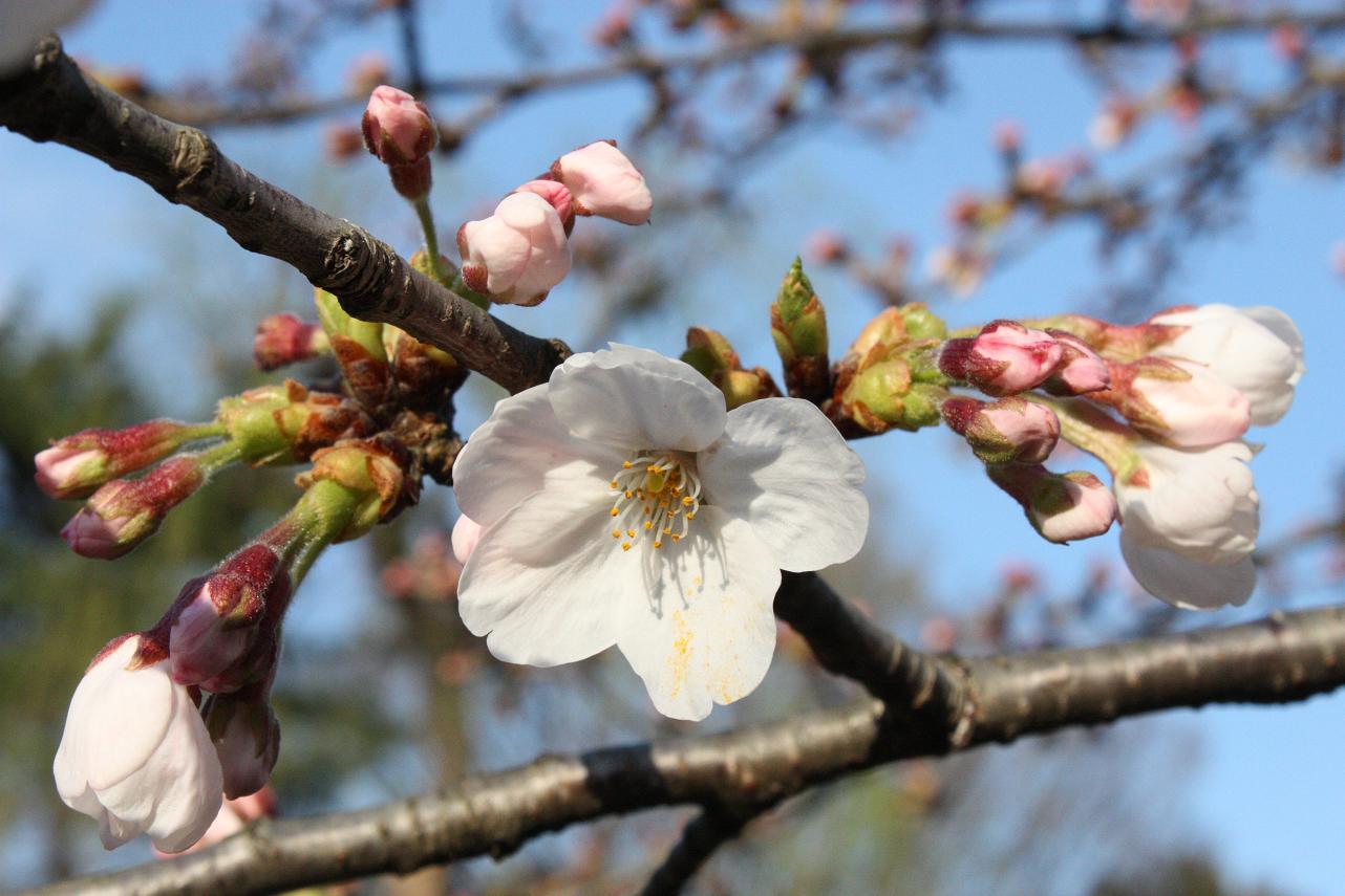 桜のはしご_c0036690_7552761.jpg