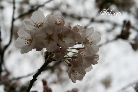 実家の桜と海岸の夕空写真♪_e0122194_22545997.jpg