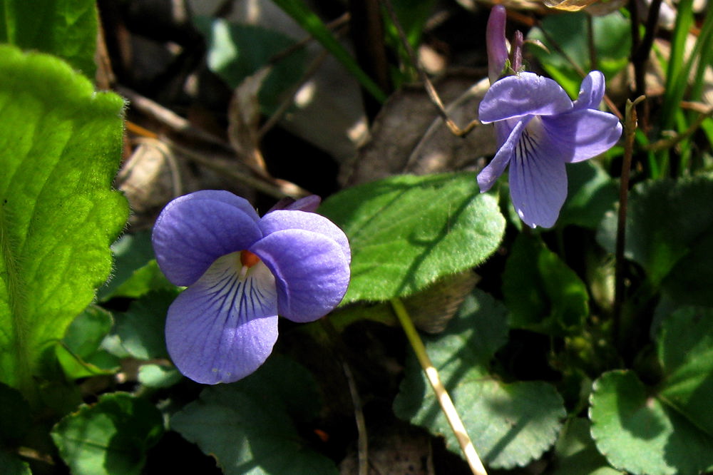 b0024798_5301383.jpg