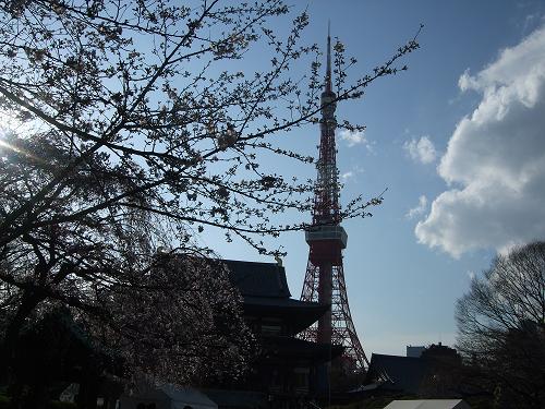 増上寺・桜舞う_f0153998_2035149.jpg