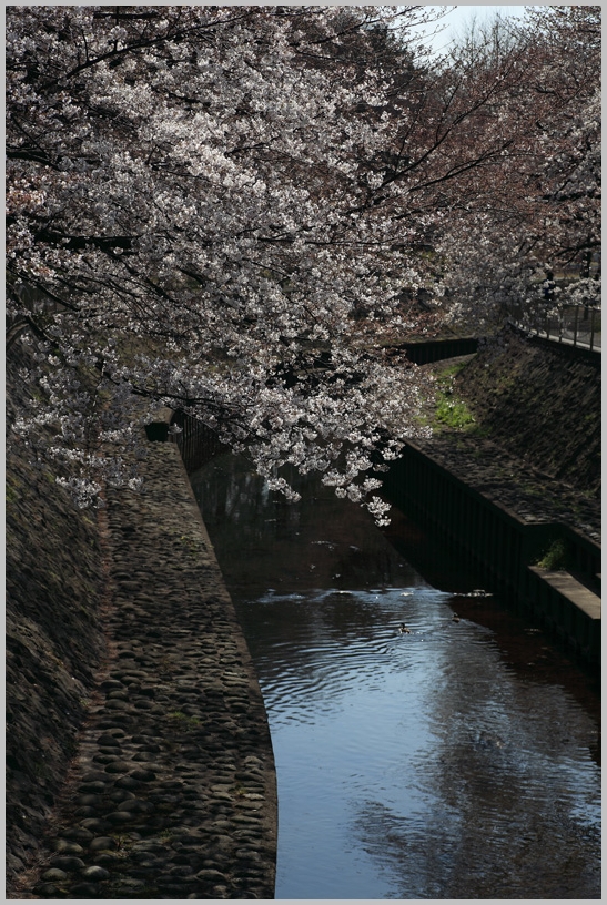 善福寺川緑地の桜(1)_f0109201_1012108.jpg