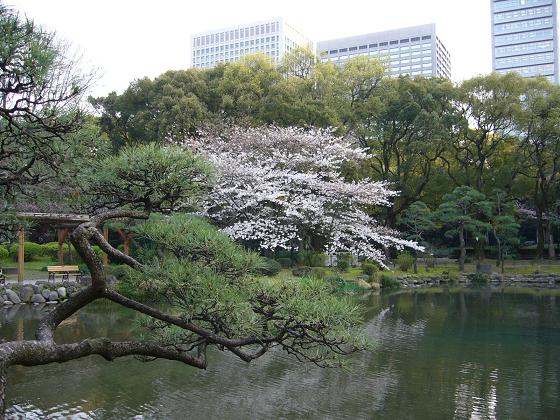 日比谷公園の桜_b0112909_20391630.jpg