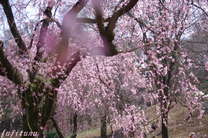 三ツ池公園　満開の枝垂れ桜　３　　日を変えて_b0151409_23201990.jpg