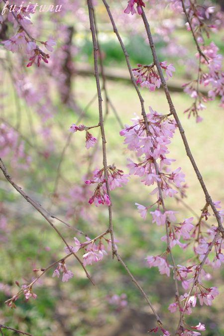 三ツ池公園　満開の枝垂れ桜　３　　日を変えて_b0151409_23215028.jpg