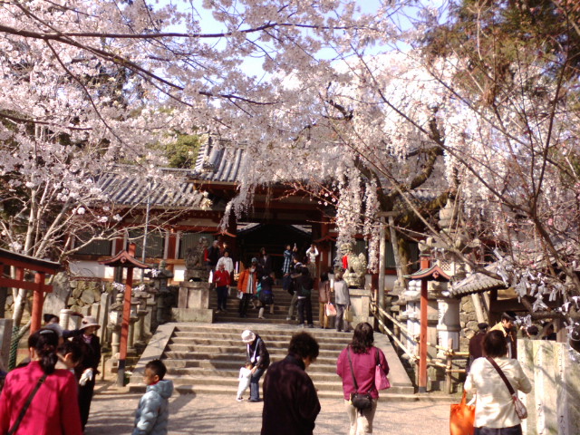 氷室神社の枝垂れ桜_e0099212_2212918.jpg