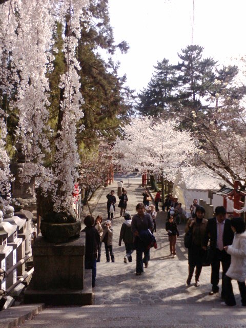 氷室神社の枝垂れ桜_e0099212_223140.jpg