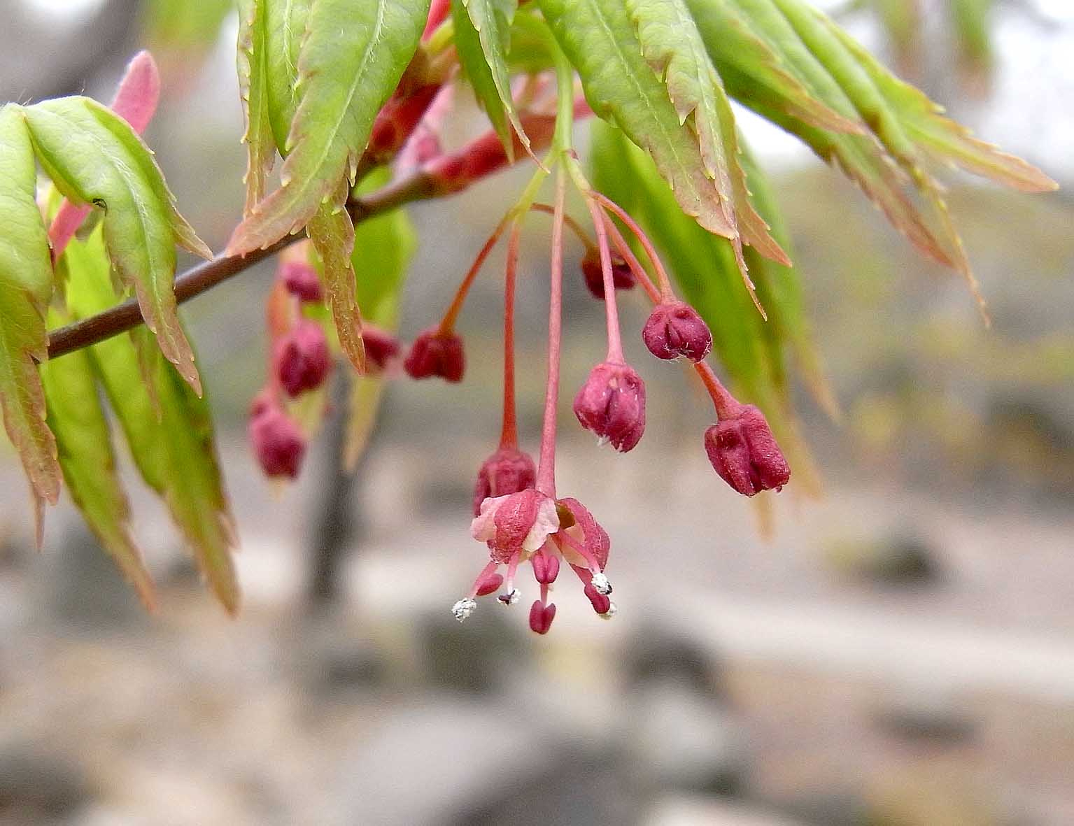 イロハモミジの雄花 樹木見て歩き イロハモミジの雄花 樹木見て歩き