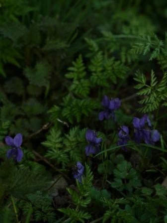 スミレの花咲く_b0148617_446520.jpg