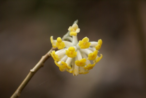 c0042418_8272479.jpg