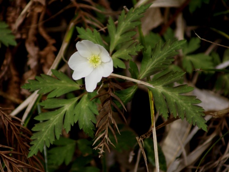 c0042418_8302578.jpg